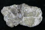 Large Pyrite Replaced Brachiopod - Silica Shale #8807-1